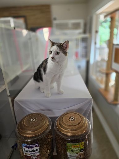 Adopt Sunray